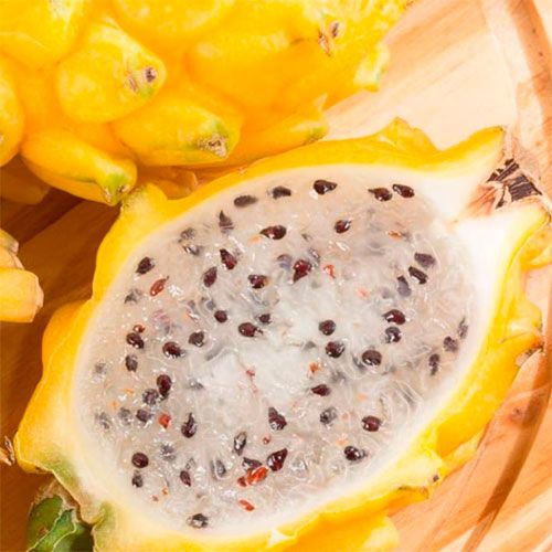 productores de fruta del dragón (pitahaya) amarilla